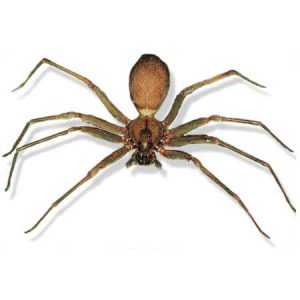 AZ Brown Recluse Spider pest control Tucson