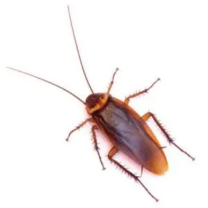 American Roach pest control Tucson