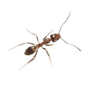 Agentine Ant pest control Tucson