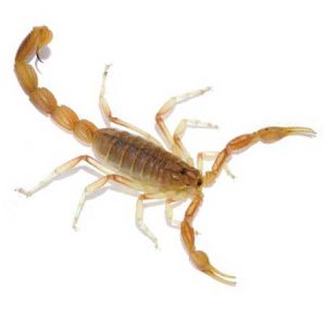 Bark Scorpion pest control Tucson