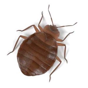 bed bug pest control Tucson