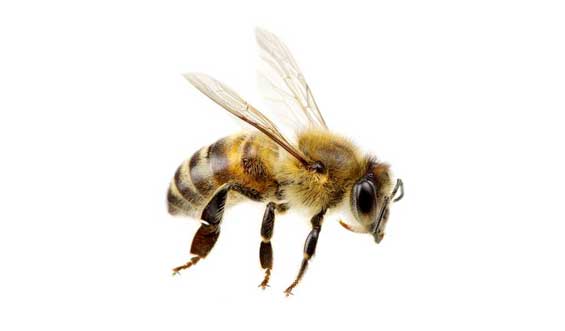 bee removal Tucson