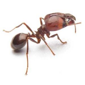 Big Head Ant pest control Tucson