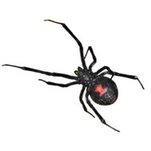 Black Widow pest control Tucson