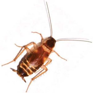 Brown Banded Roach pest control Tucson