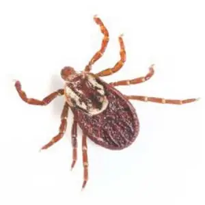 brown dog tick pest control Tucson