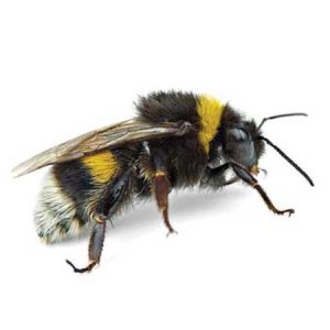 bumblebee pest control Tucson