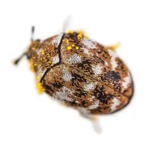 carpet beetle pest control Tucson