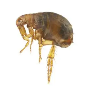 cat flea pest control Tucson