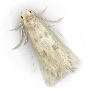 clothes moth pest control Tucson