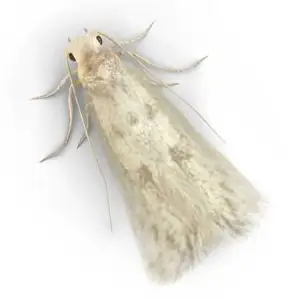 clothes moth pest control Tucson
