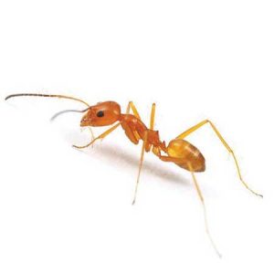 Cone Ant pest control Tucson