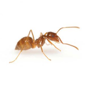 crazy ant pest control Tucson
