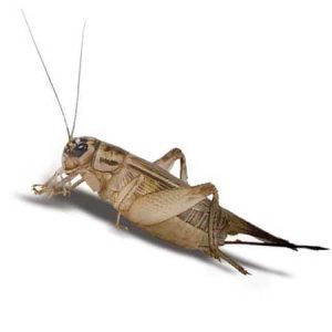 cricket pest control Tucson