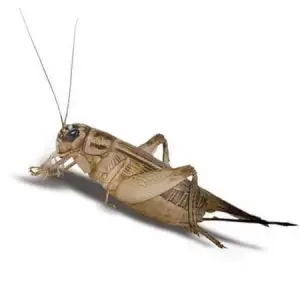 cricket pest control Tucson