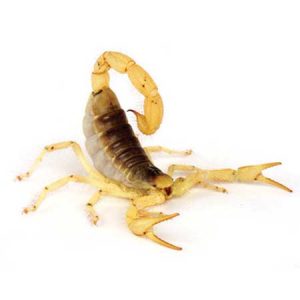 Desert Hairy Scorpion pest control Tucson