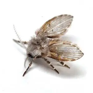 drain flies pest control Tucson