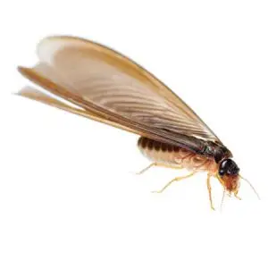Drywall Termite pest control Tucson