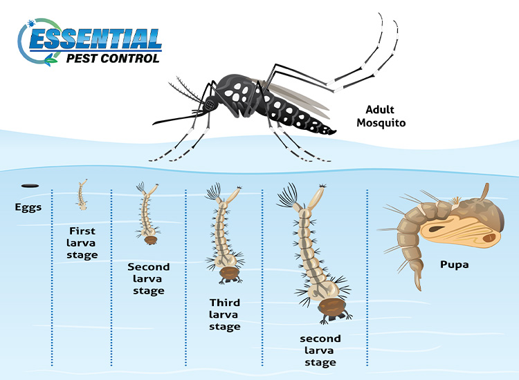 Life cycle of the mosquito