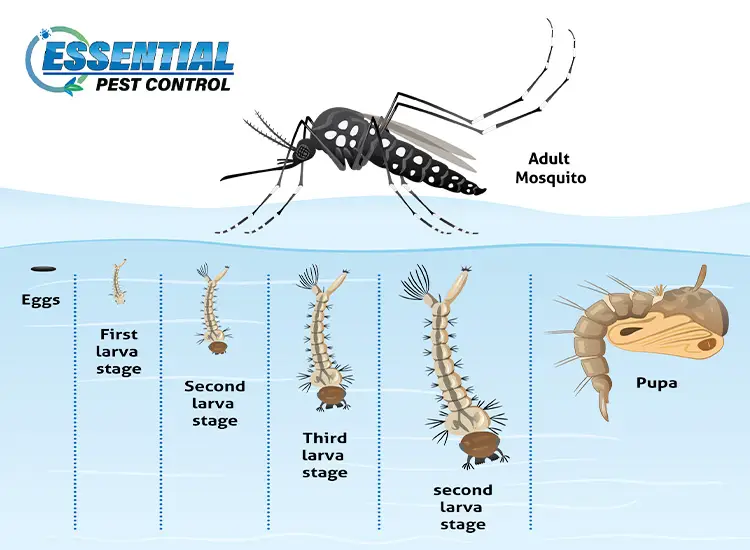 An illustration showing the life cycle of a mosquito, including eggs, larvae, pupae, and an adult mosquito