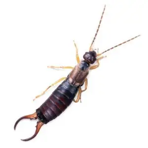 earwig pest control Tucson