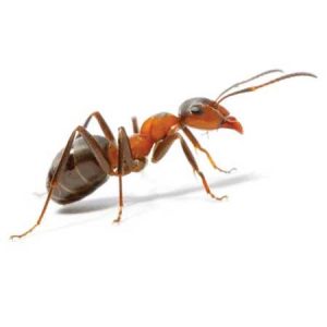 fire ant pest control Tucson