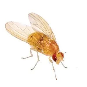 fruit flies pest control Tucson