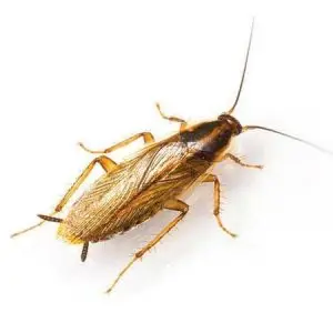 German Roach pest control Tucson