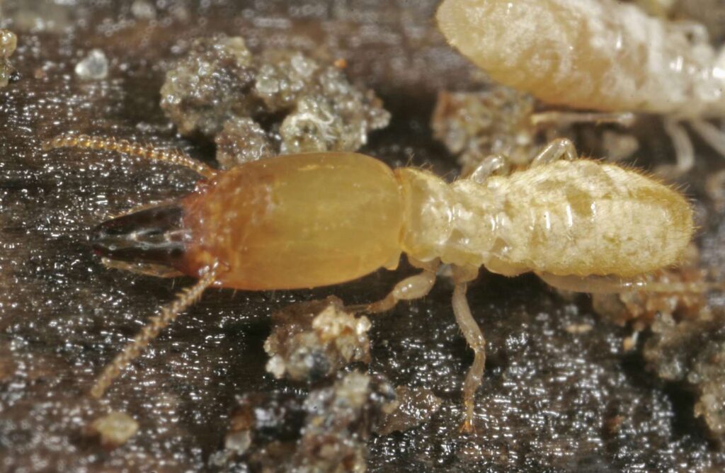 Termite damage