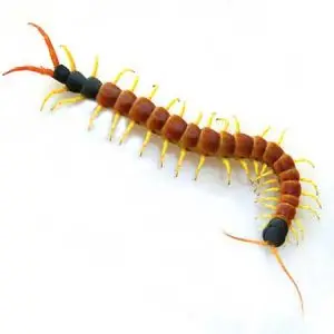 giant centipede pest control Tucson