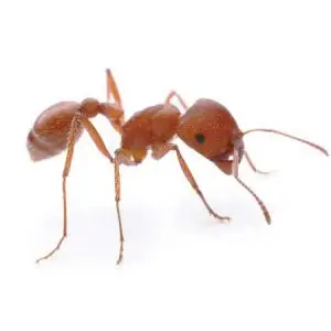 harvester ant pest control Tucson