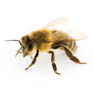 honey bee pest control Tucson