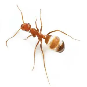 honey pot ant pest control Tucson