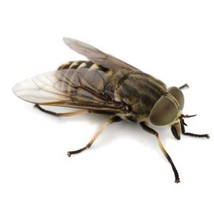 horse fly pest control Tucson