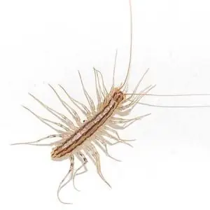 house centipede pest control Tucson