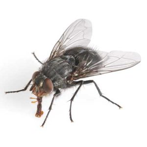 house fly pest control Tucson