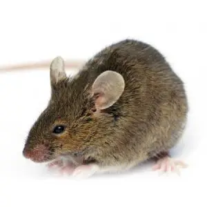 House Mouse pest control Tucson