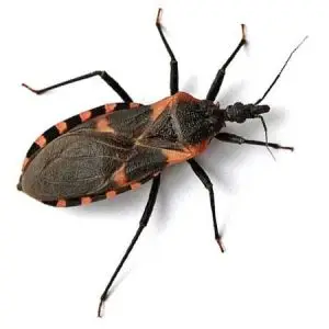 kissing bug pest control Tucson