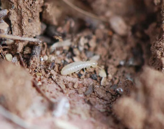 Close image of termites in Tucson