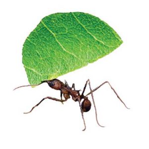 leaf cutter ant pest control Tucson