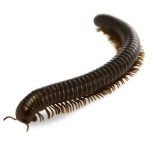 milipede pest control Tucson