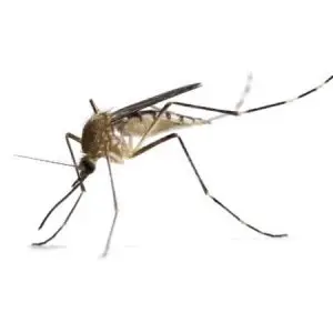 mosquito pest control Tucson