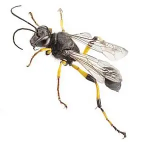 mud dauber pest control Tucson