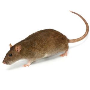 Norway Rat pest control Tucson