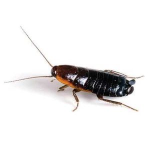 Oriental Roach pest control Tucson