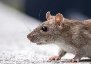 A close-up image of a gray rat or rodent with large ears, black eyes, and whiskers, sitting on a surface with a blurred background.