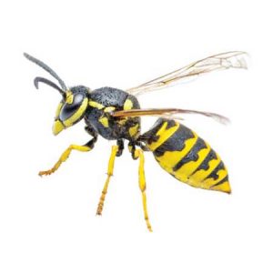paper wasp pest control Tucson