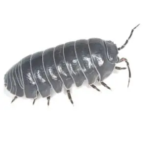 pillbug pest control Tucson
