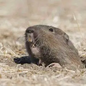 Pocket Gopher pest control Tucson
