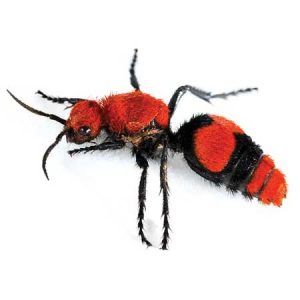 red velvet ant pest control Tucson